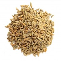 centeno grano